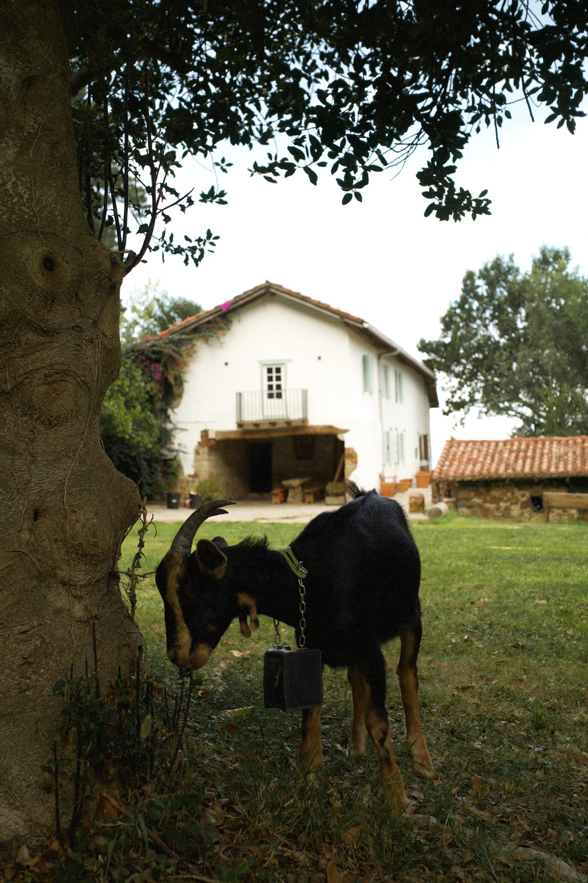Vida rural en la campa frente al caserío